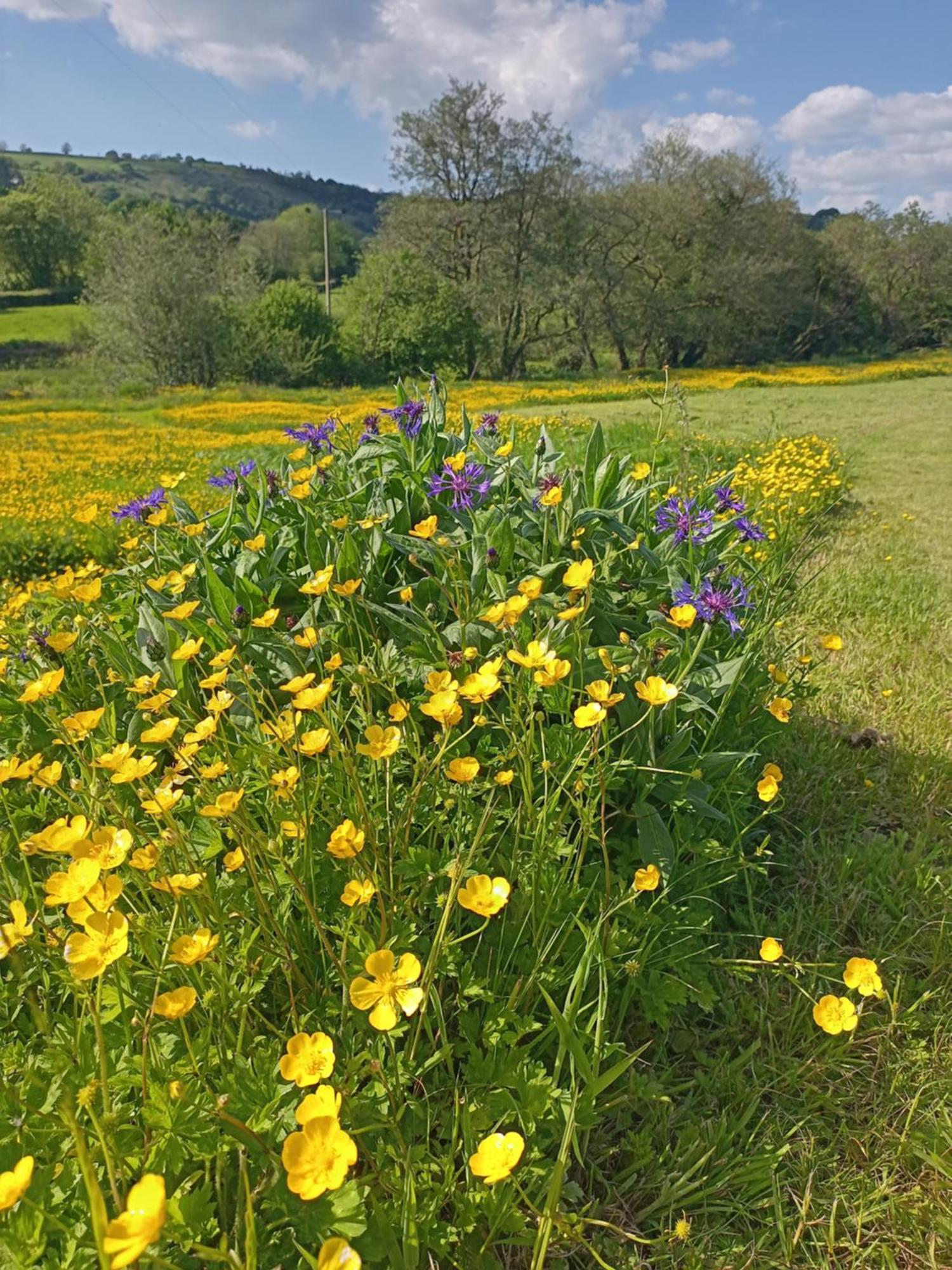 Oak Tree Farm Hotel Llanfynydd Eksteriør billede